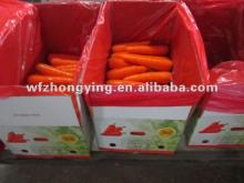 2012 suppliers high demand products-fresh carrot from china