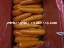 Suppliers high demand products-fresh carrot from china
