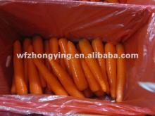 2012 high demand products-fresh carrot with good taste and appearance