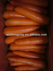 Farm fresh carrot