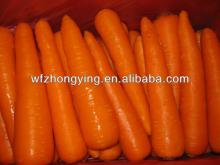 Variety of 316 carrot