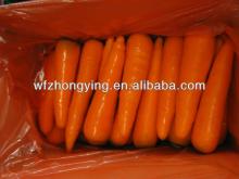 New Crop Fresh Carrot