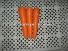 New corp fresh carrots