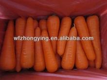 Supply fresh baby carrot