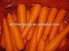 Bulk Carrots From China
