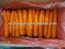 fresh red carrot (own farm)