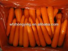 Fresh new carrot from china