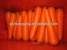 Supply mew corp fresh carrot