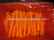 fresh red carrot exporter 2013