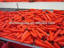 new carrot for sale from china