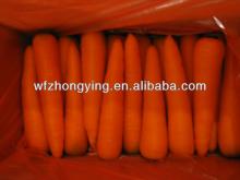 Fresh carrot with good quality