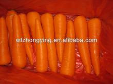 Supply new corp fresh carrots