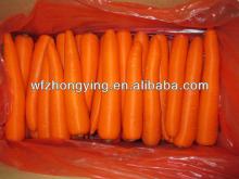 New Chinese Own  Farm   Fresh   Carrot 