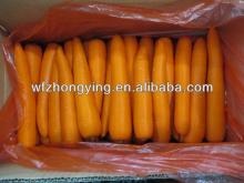 bright  red   orange   carrot   fresh   carrot 