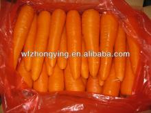 fresh bright red carrot(variety of 316)