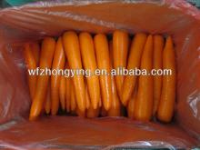 new  crop   fresh   carrot  price from Chinese