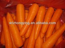 Variety of 316 carrot(Good fresh carrot)