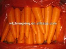 Variety of 316 carrot---fresh baby carrot