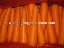 2013 fresh bright red carrot(variety of 316)