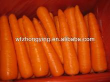 Variety of 316 carrot price fresh baby carrot