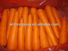 Variety of 316 carrot(china fresh red carrot )