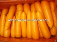 Fresh china carrot(variety of 316) with good taste