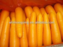 Fresh china carrot(variety of 316) with good taste nad red color