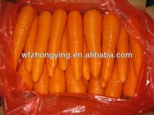 fresh red carrot exporter from China