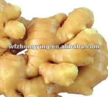 2012 new corp ginger
