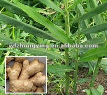 2012 new season ginger