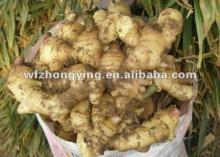 Export base plant ginger
