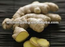 Expotr 2012 base plant  ginger 
