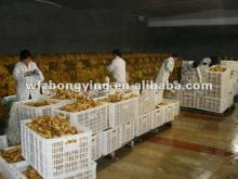 2012 new season come out fresh ginger