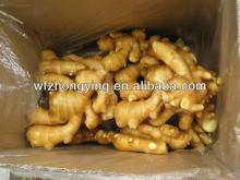 Supply 2013 New Fresh  Ginger 