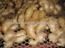  Washed   ginger   ginger  for sale