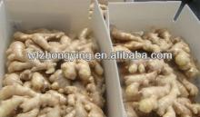  New  ginger for sale from china