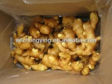 fresh yellow clean chinese ginger