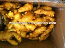  2013   new   crop  China fresh ginger from fty