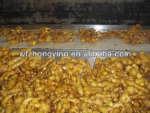 2012 new crop chinese mature golden ginger