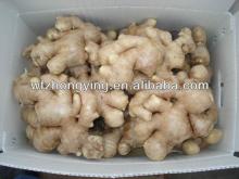 export fresh, semi-dry, pure air-dried ginger