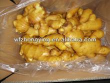 Supply new ginger with good quality from china