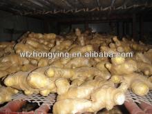 Chinese air dried ginger, market prices for fresh ginger