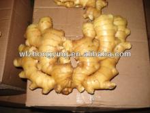 export processing fresh,semi-dry, pure air-dried ginger 100-150g