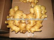 export processing fresh,semi-dry, pure air-dried ginger 250g up