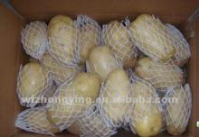 2012 new fresh holland potatoes (shandong crop)