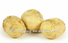 2014 Shandong new crop Fresh Potato in Various Packing
