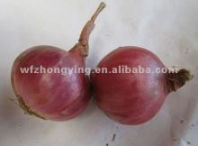 red ONION, 2012 crop