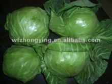 fresh cabbage,new crop