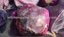 fresh red cabbage,new crop