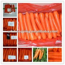 2013 high demand products---base plant come out new corp carrot, fresh carrot,carrot price wiath top